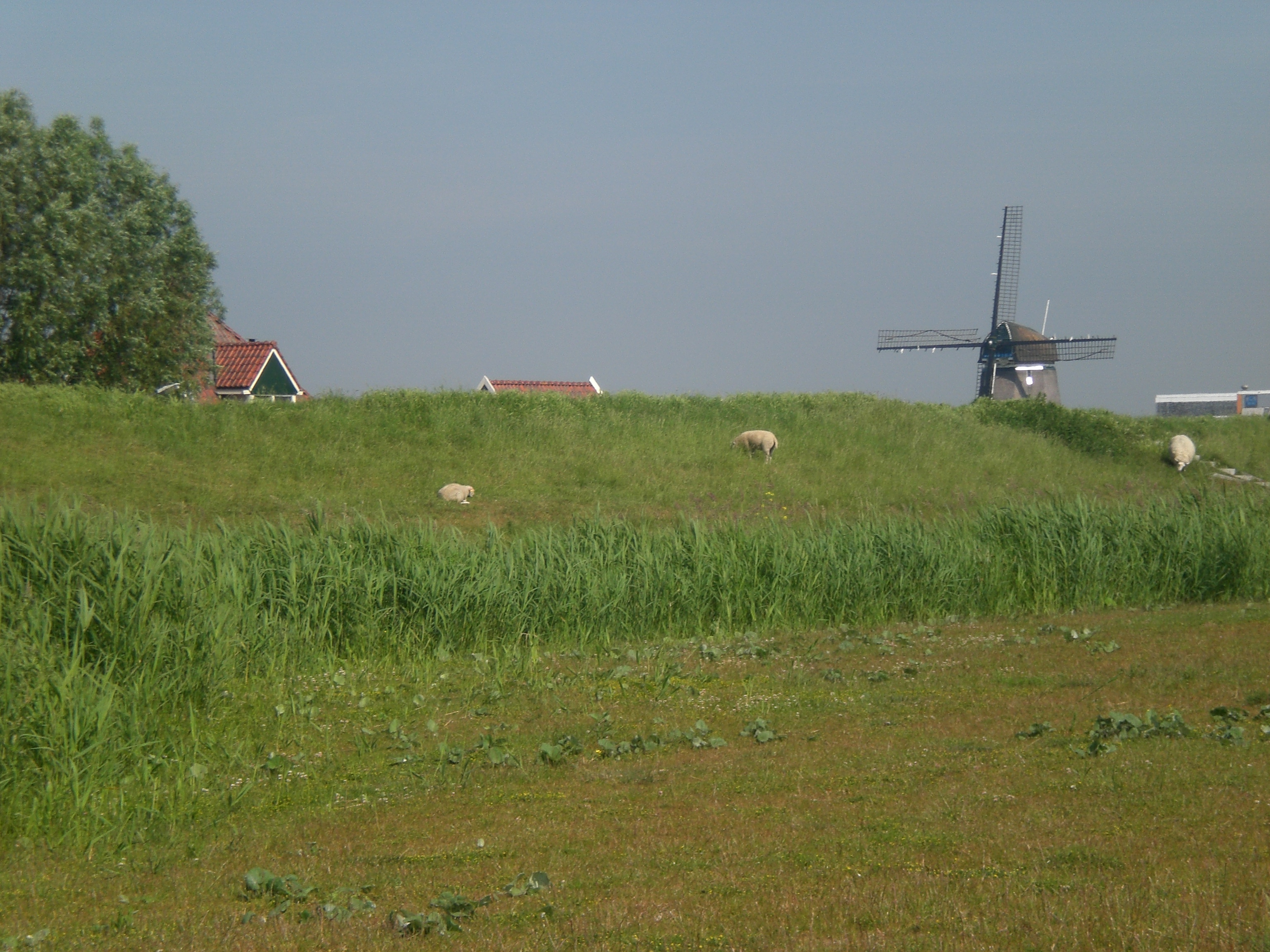 Munnikeveld, Volendam, Noord-Holland, NL - Juni 2010